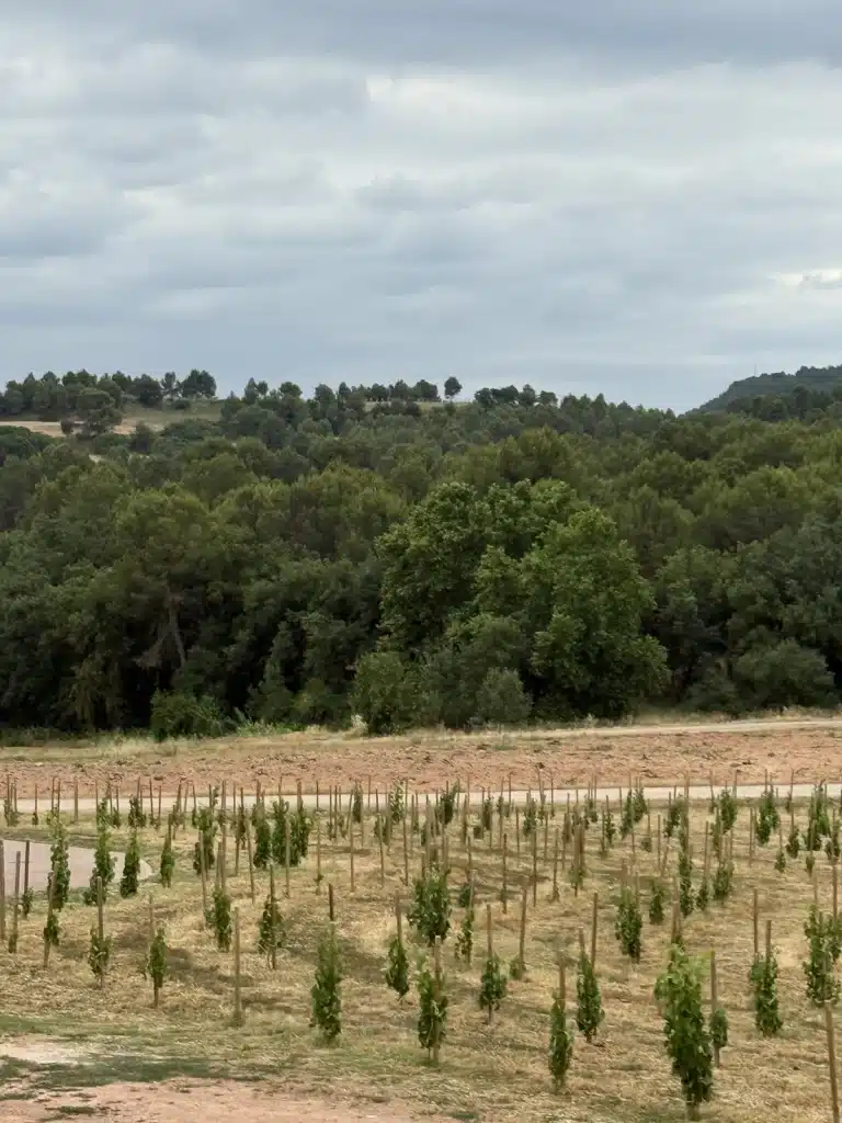 Travel Research Rows of young grapevines with green woodland and a cloudy sky beyond them in Spain.