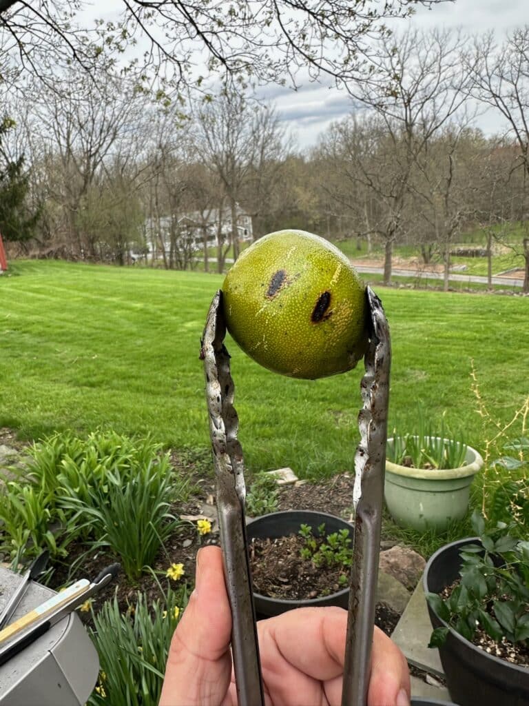 A flame-charred green lime held in grilling tongs